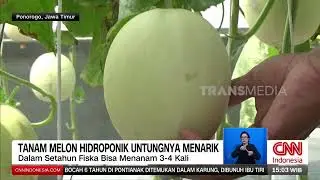 Tanam Melon Hidroponik Untungnya Menarik | REDAKSI (24/08/24)