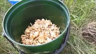 ЛУГОВЫЕ ОПЯТА 21 Июля 2018
