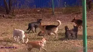 Собачья  свадьба