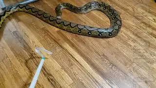 Aggressive reticulated python