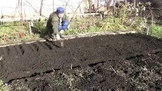 Осень в Орле дождливая но тёплая/ Успел всё таки посадить лук и чеснок.