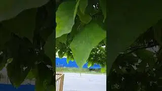 как снимает Redmi 9a в 1080p 30fps. Записываю звук на родной микрофон.