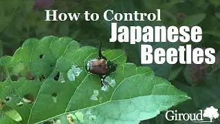 How to Control Japanese Beetles