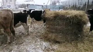 winter maintenance of beef cattle