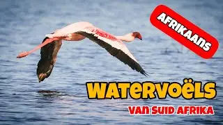 Watervoëls van Suid Afrika 🇿🇦 in Afrikaans #natuur #dokumentêr