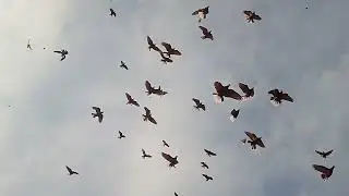 Краснодарские красные белобородые! 🕊🕊🕊