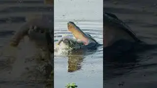 Gator devouring Fish #sony200600 #nature #gator #wildlife #sonyalpha #alligator