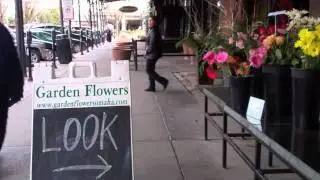 Urban Gorilla Downtown Part 2
