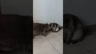 Котики 