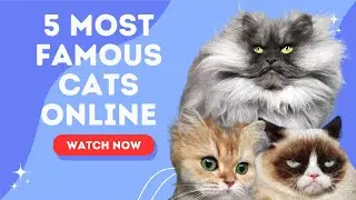 The Most Famous Cats on the Internet Right Now