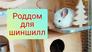 Шиншилла беременна. Готовимся к родам. Лакомства для шиншилл.