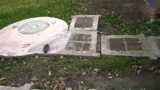 Ёжик ходит по двору