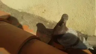 Palomos buchones  pichones 2016