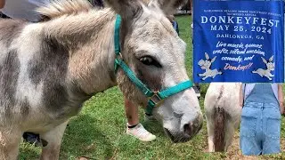 Donkey Fest - Rescuing Donkeys in Dahlonega