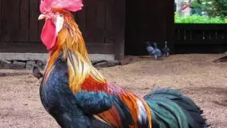 Is The Chicken Kosher