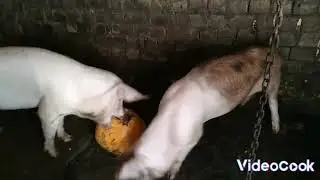Перекус в свиней