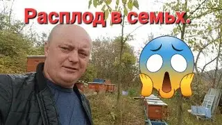 19.10 2023.Пригород Харькова.Расплод в семьях.