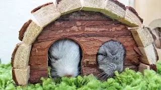 Cute Overload - Baby Chinchillas!