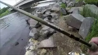 Massive Elk River Carp (Kalin 4