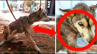 A half-dead dog was lying on the asphalt, hiding the most valuable treasure under its belly