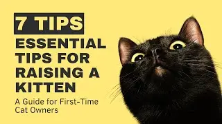 7 Essential Tips for Raising a New Kitten! 🐱❤️ #cats #kittencare #cattips #catguide