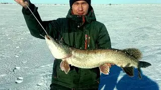 Эта самая лучшая Рыбалка в Глухозимье!! Зачетные Щуки на Жерлицы !!