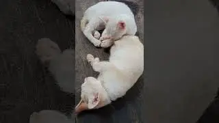 sudah mandi tidur lagi
