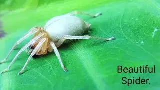 Beautiful Spider in the World. | Spider Documentary Video 4K. @Technophotography