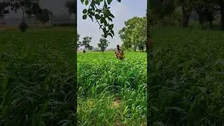 Nature ✨♥️💞#nature #shorts #short #trending #trend #foryou #shortfeed #viral #viralvideos