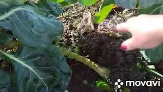 выращивание брюссельской капусты,мой первый опыт