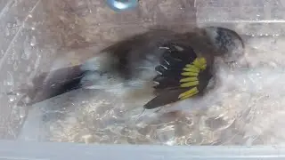The clean and well-groomed plumage helps the birds in hot and cold conditions