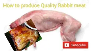How big NoaH Rabbitry Farm