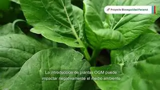 Potenciales impactos negativos de los OGM