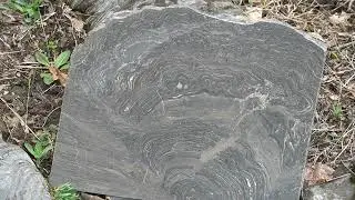 NEW YORK STATE GEOPARKS—LESTER PARK—Stromatolites—by Ed Landing and Alexander Bartholomew