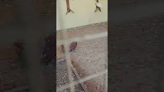 приехали в парк птиц