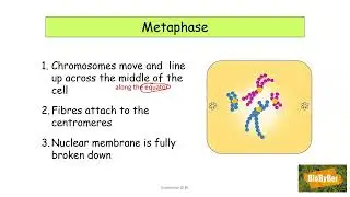 L.C. Biology Mitosis #2
