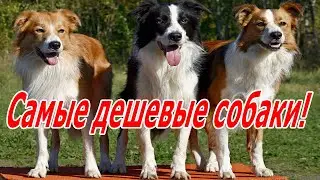 Дешевые собаки для тех у кого нет лишних денег! Лучшие породы собак!