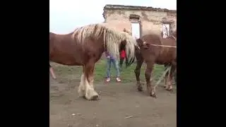 wild Life horse sex very complicated