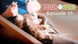 The Siberian cat spa - Zelda&Salto