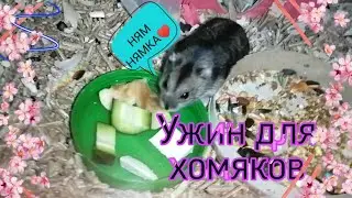 Ужин для хомяков ♥️🐹🥗/ Чем ещё можно кормить хомяка?! 🤔