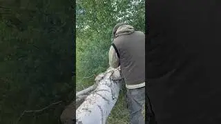Заготовка древесины  #woodworking #wood #knife #diy #handmade #survival