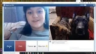 Фаина питбуль СОБАКА В ЧАТ РУЛЕТКЕ  DOG CHAT ROULETTE 2