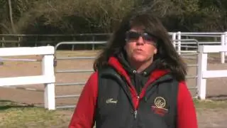 How to Start a Horse Breeding Business