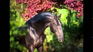 Amazing Horse - Lusitano
