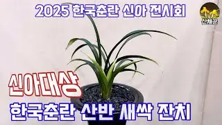 화려한 한국춘란 산반 새싹들이 힘차게 올라오는 합천 신아 전시회