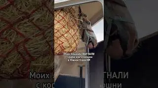 Моих лошадей ВЫГНАЛИ с корейской конюшни | 