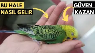 Gaining Your Bird's Trust - What Should You Do?