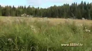Охота на кабана на овсах.