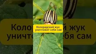 Колорадский жук уничтожает сам себя!  