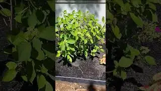 Garden Is Ready